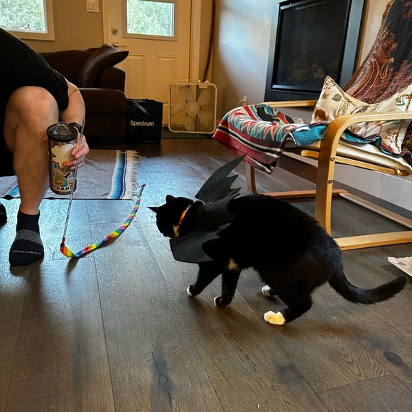 Cute Cat or Dog Halloween Costume Black Bat Wings with Bells - Picture 5 of 7